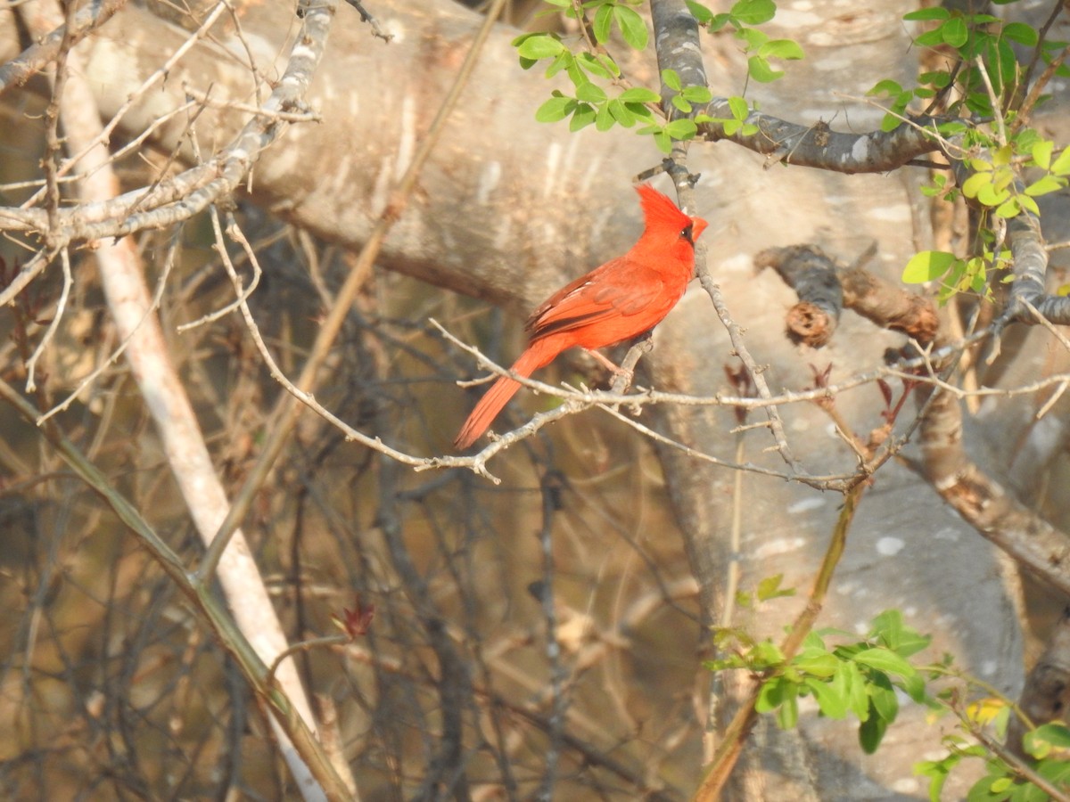 Northern Cardinal (Long-crested) - ML579066361