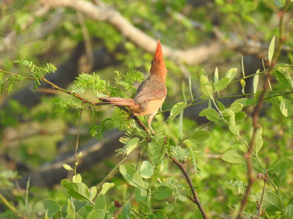 Northern Cardinal (Long-crested) - ML579066381