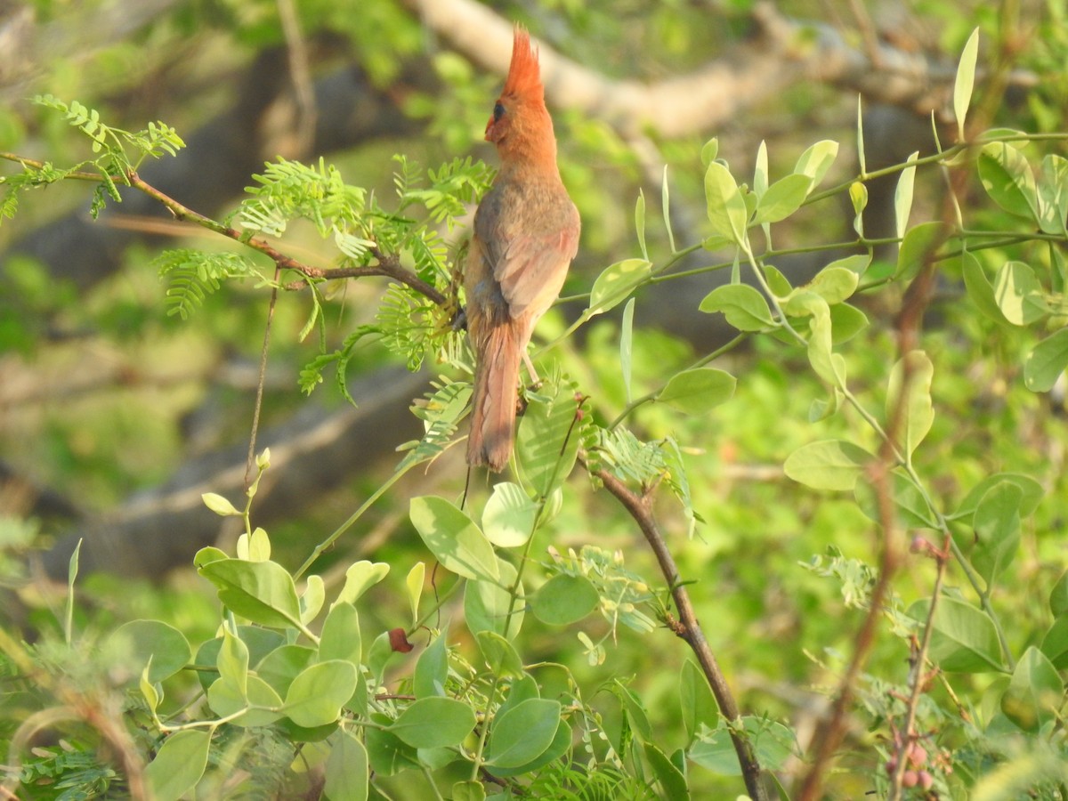 Northern Cardinal (Long-crested) - ML579066401