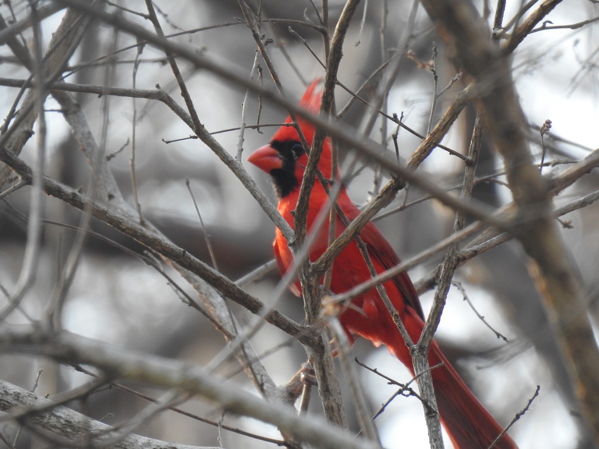 Northern Cardinal (Long-crested) - ML579066411