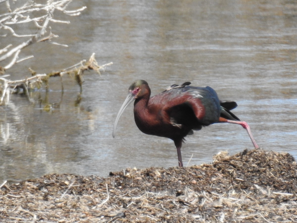 White-faced Ibis - ML57906801