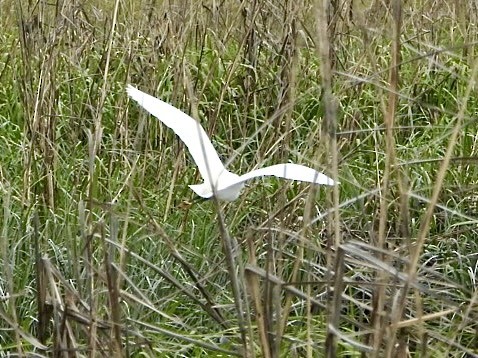 Snowy Egret - ML579068781