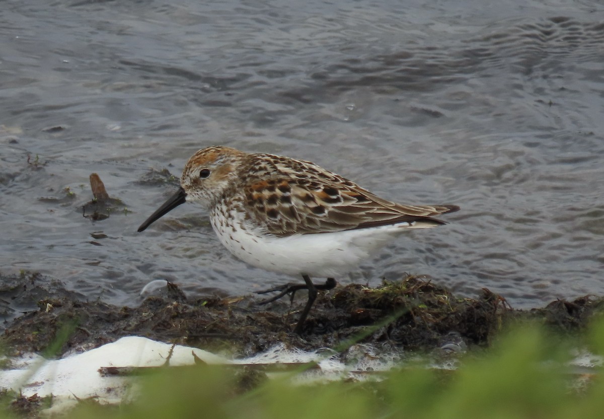 Western Sandpiper - ML579070001