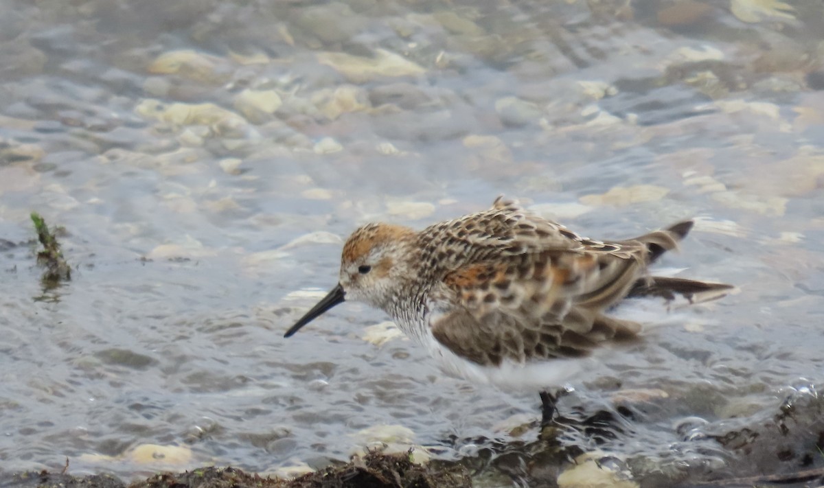 Western Sandpiper - ML579070241