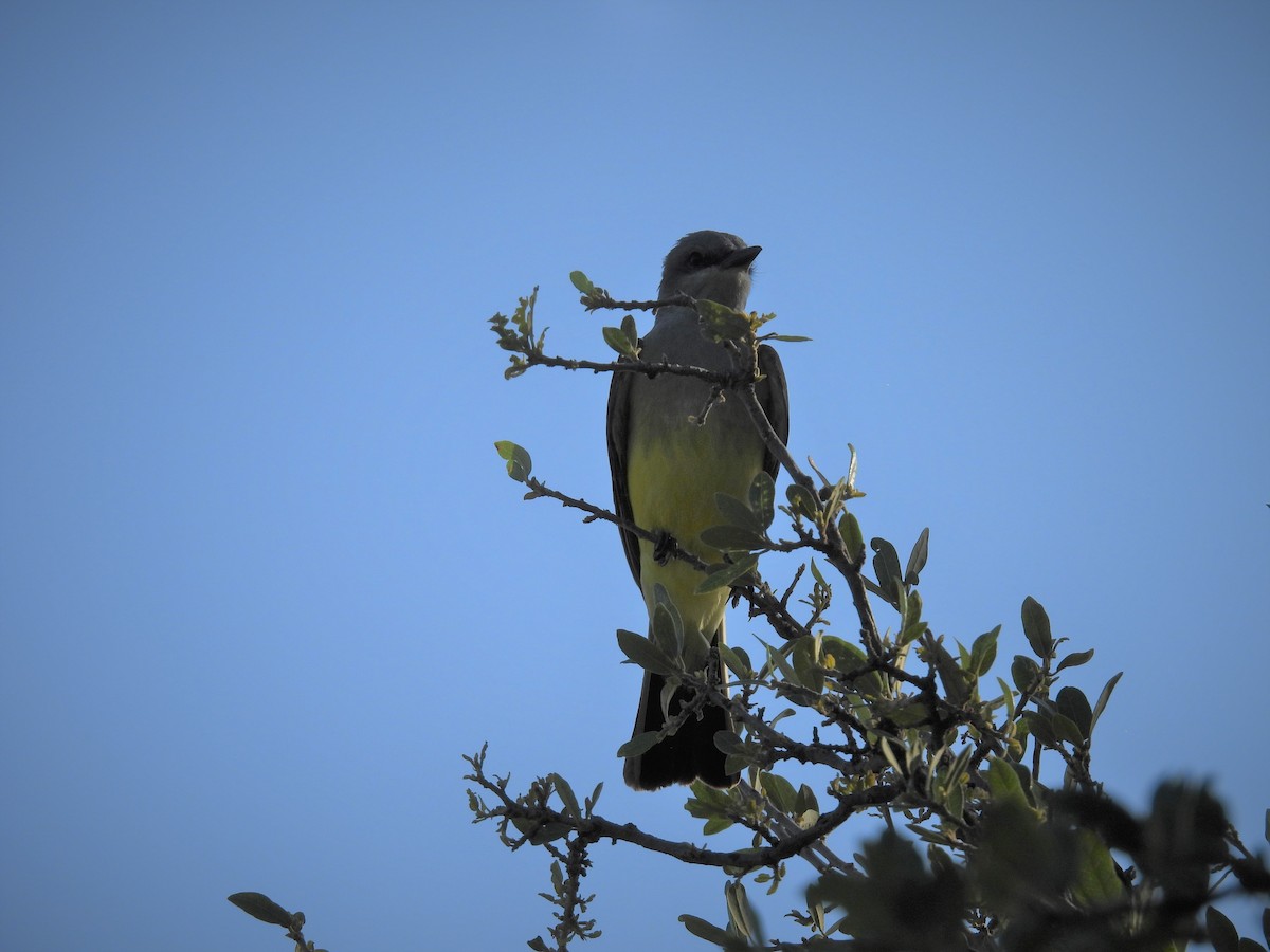 Western Kingbird - ML579070301