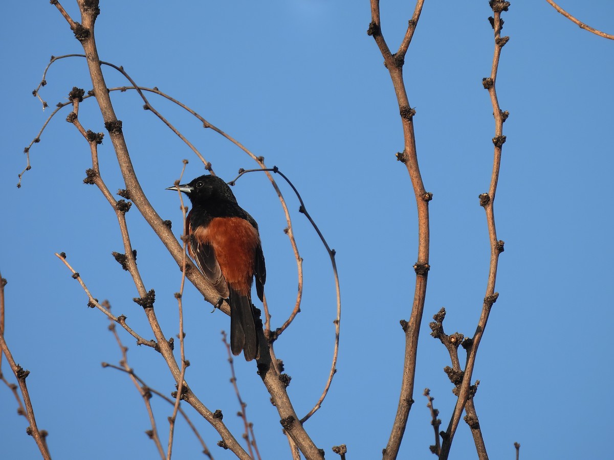 Orchard Oriole - Linda Houser