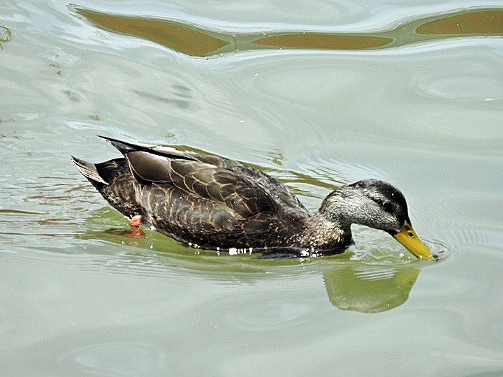 American Black Duck - ML57907061