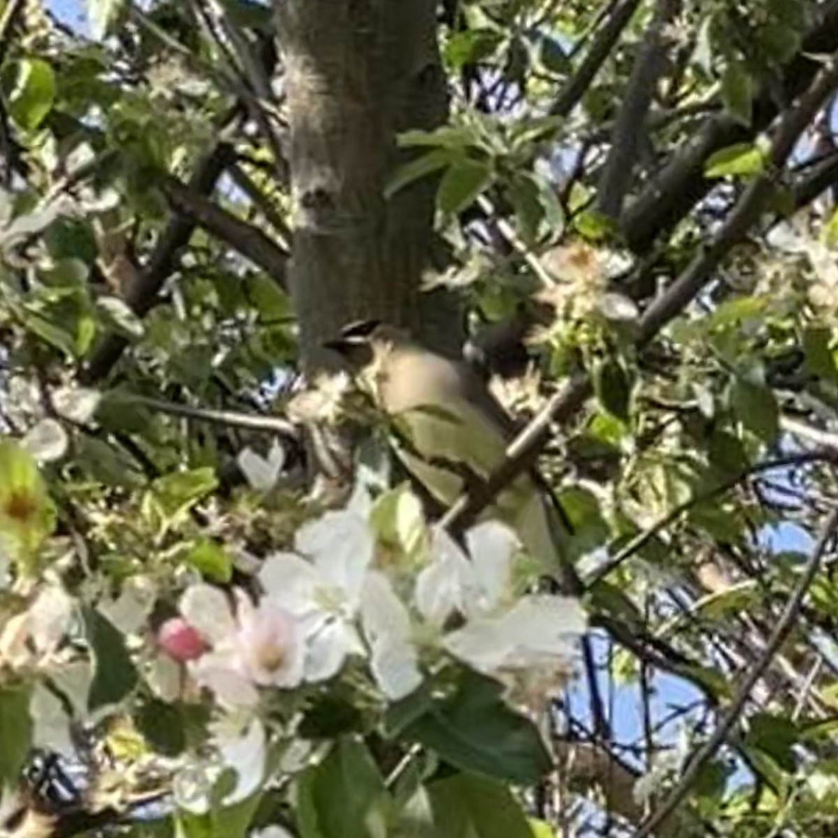 Cedar Waxwing - ML579073261