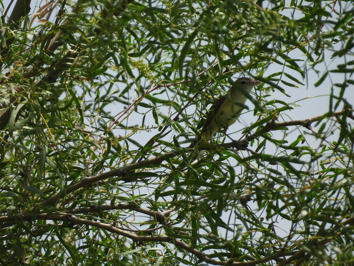 Bell's Vireo - ML579073621