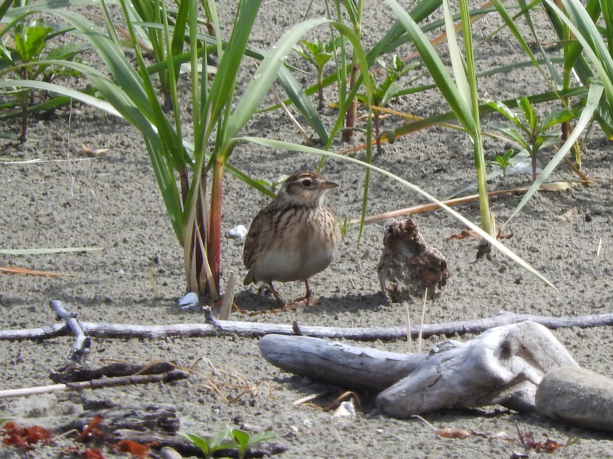 Eurasian Skylark - ML57907381