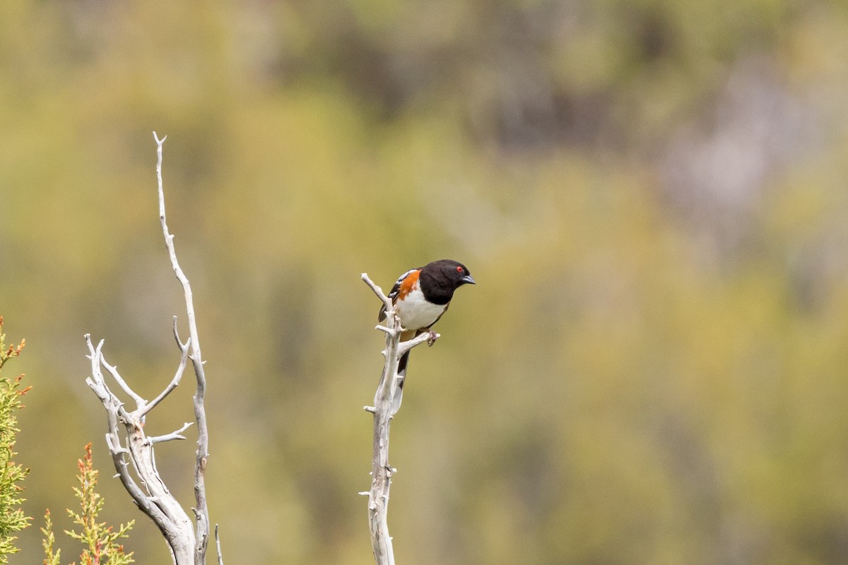 Spotted Towhee - Ron Horn