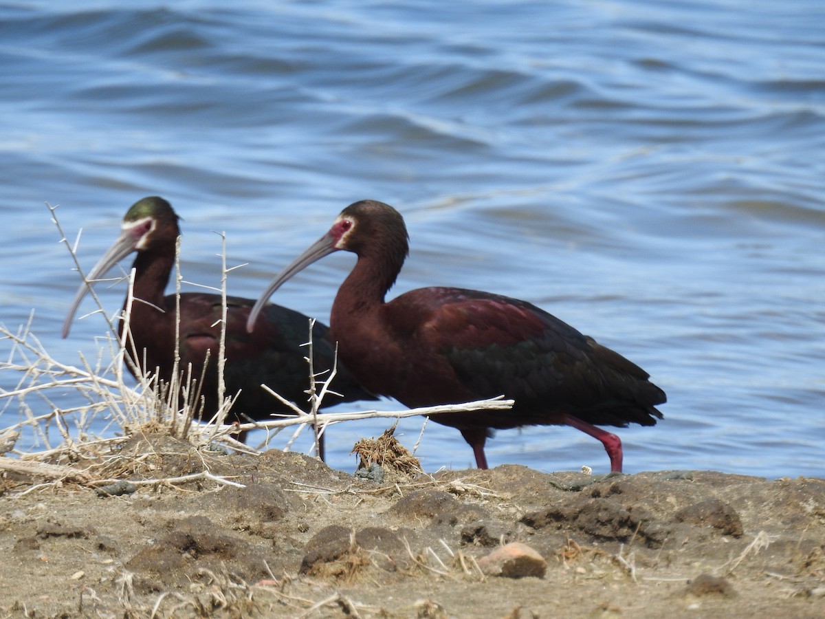 White-faced Ibis - ML57907461