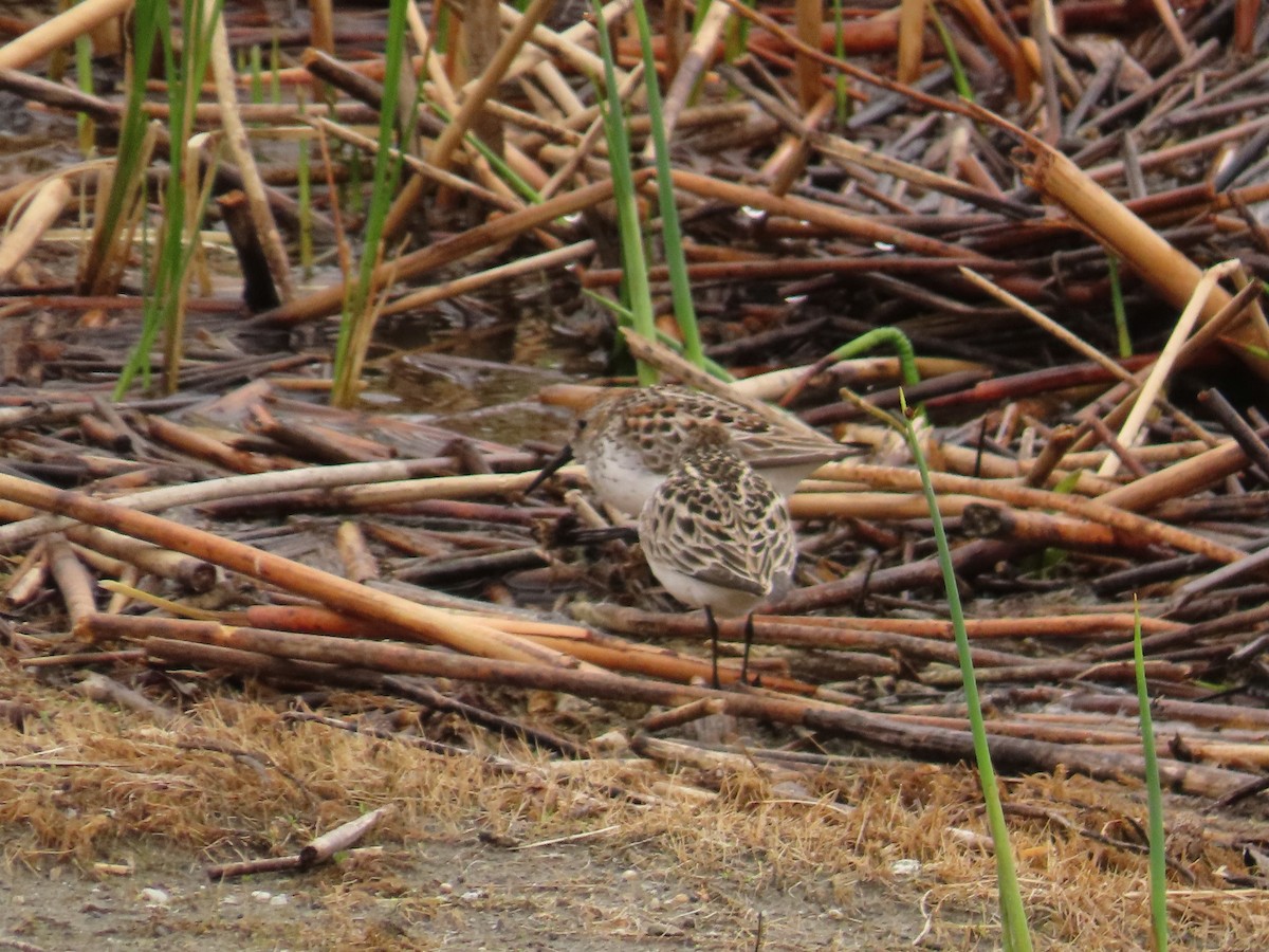 Western Sandpiper - Gerald Frost