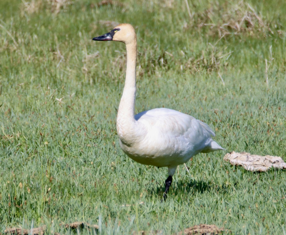 Tundra Swan - ML579074971