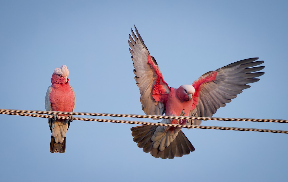 Cacatúa Galah - ML579075511