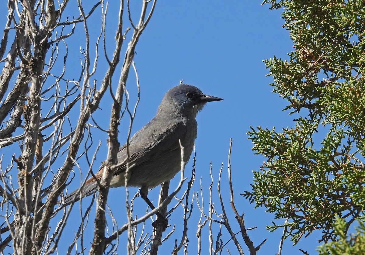 Pinyon Jay - Tresa Moulton