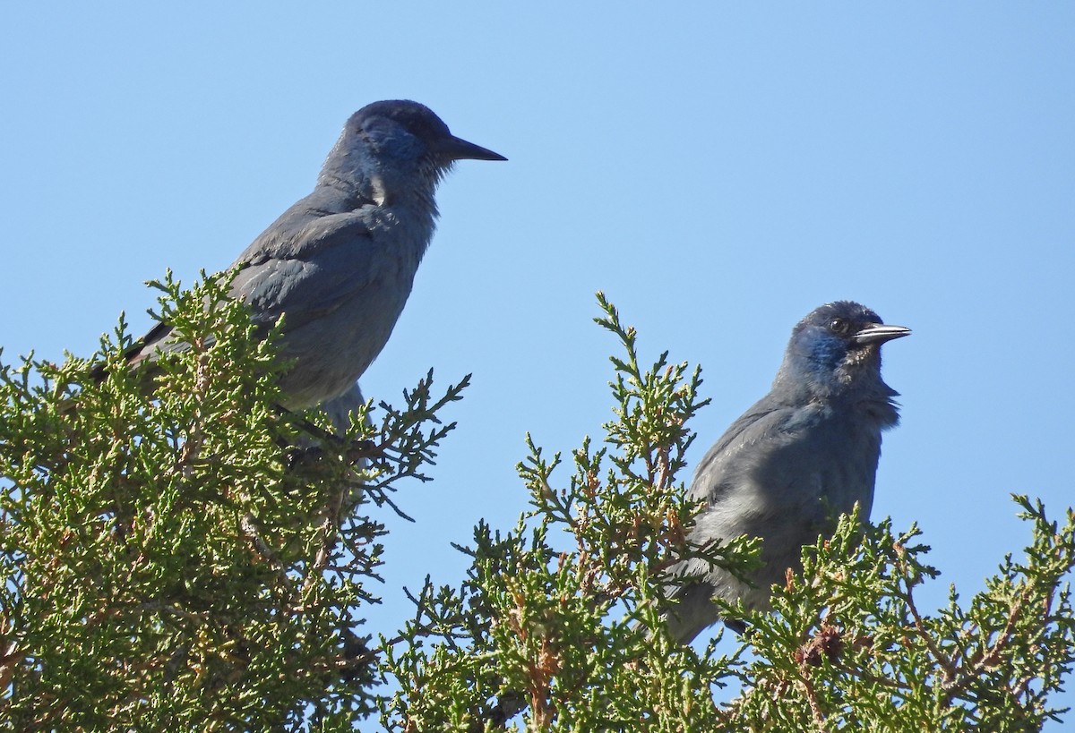 Pinyon Jay - Tresa Moulton