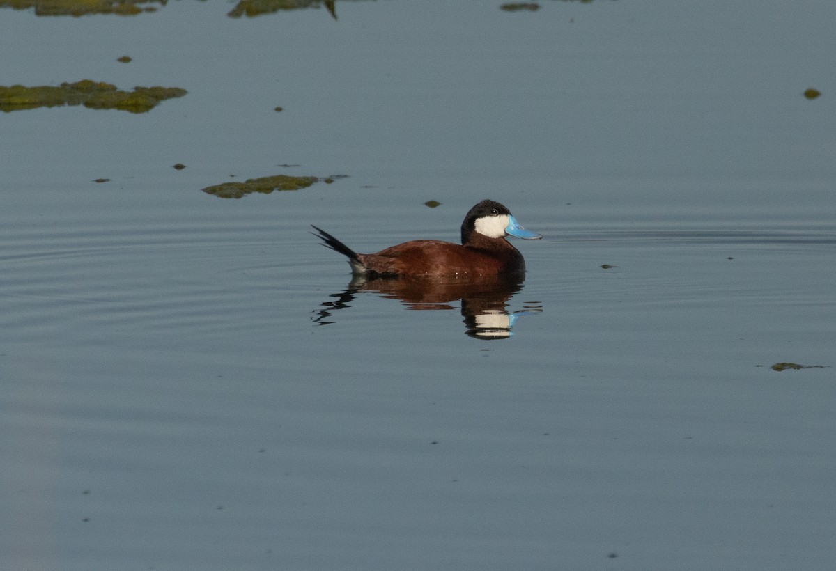 Ruddy Duck - ML579075601