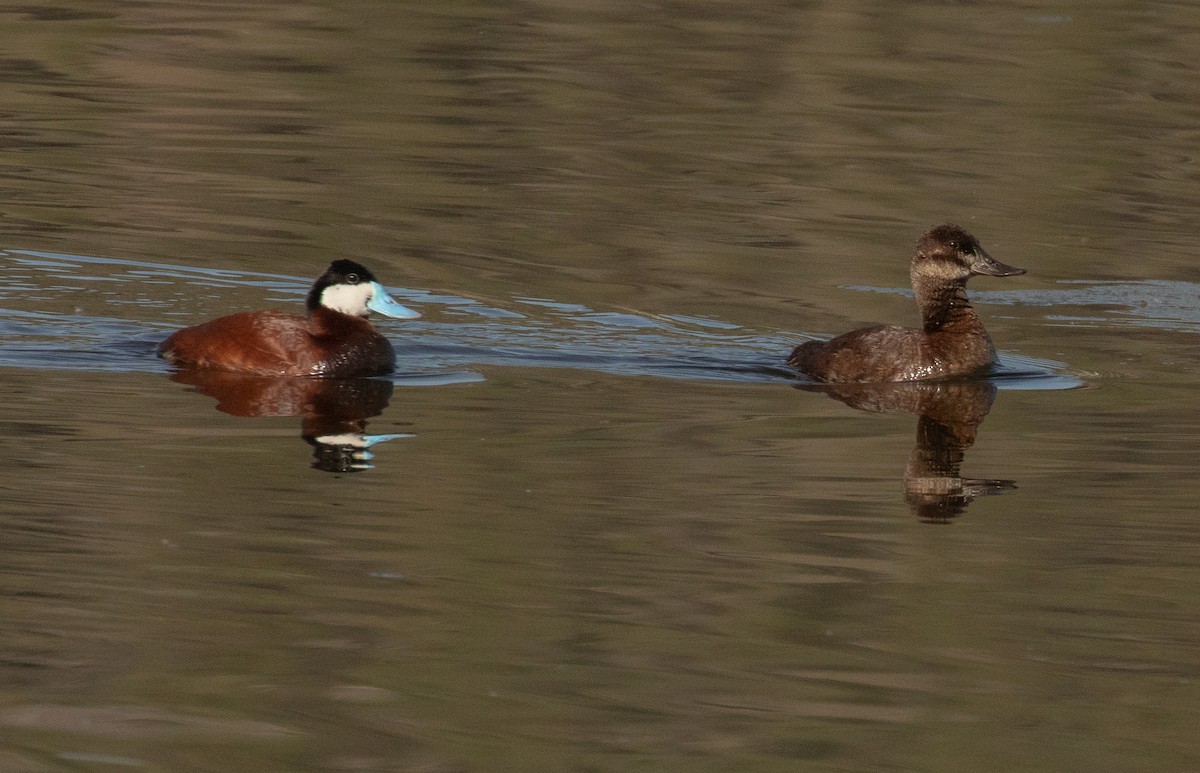 Ruddy Duck - ML579075611