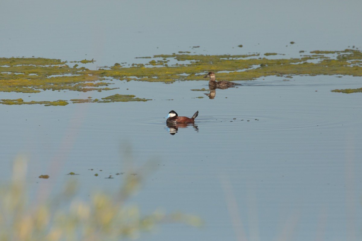 Ruddy Duck - ML579075651