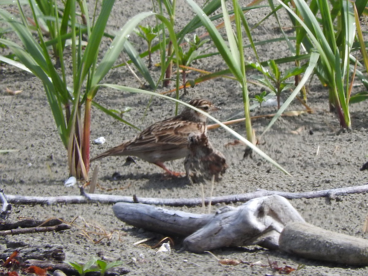 Eurasian Skylark - ML57907661