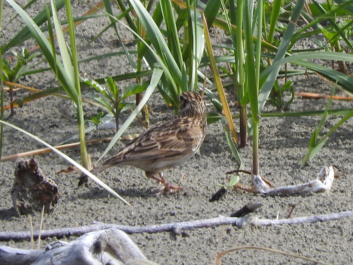 Eurasian Skylark - ML57907711