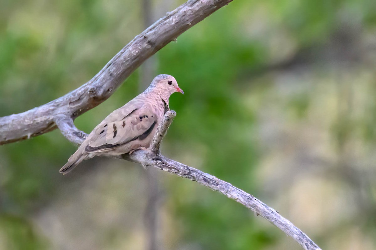 Common Ground Dove - ML579078621