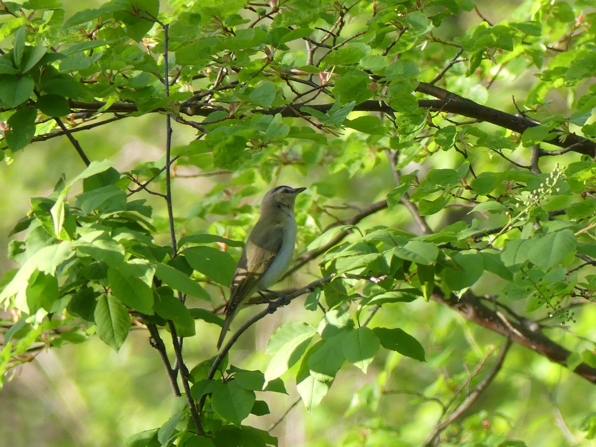Red-eyed Vireo - ML579080151