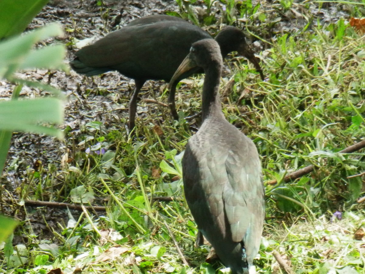 Bare-faced Ibis - ML57908031