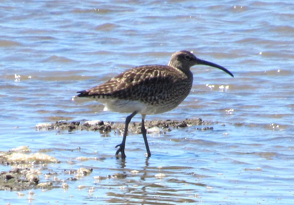 チュウシャクシギ（phaeopus） - ML579080771