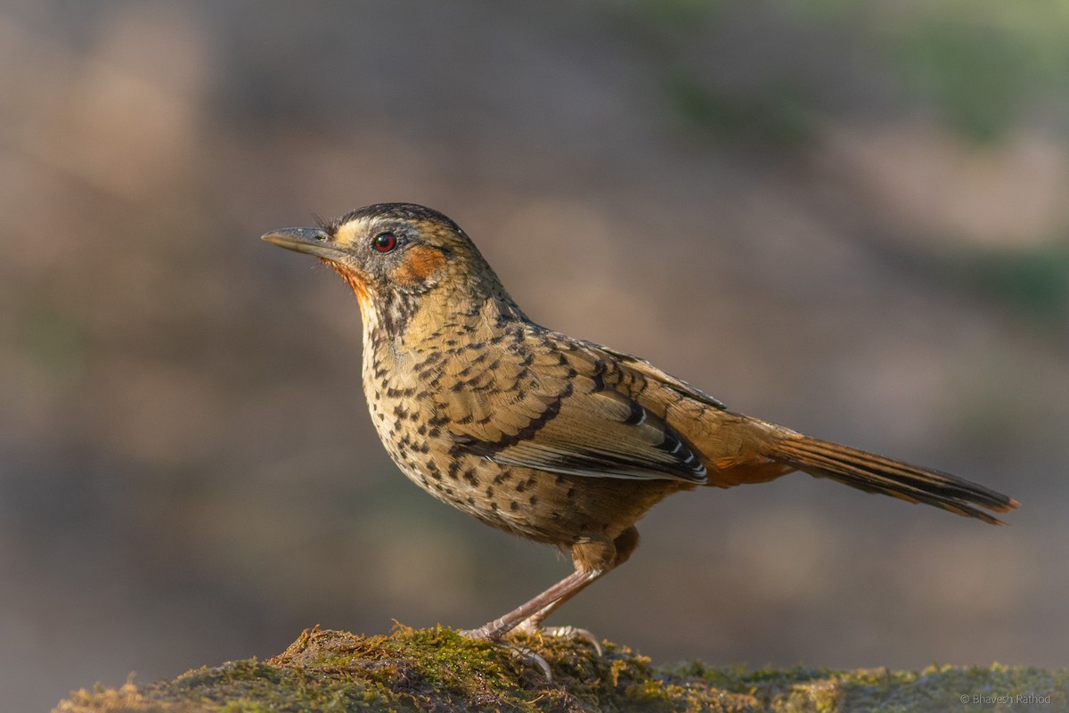 Kızıl Gıdılı Gevezeardıç - ML579082251