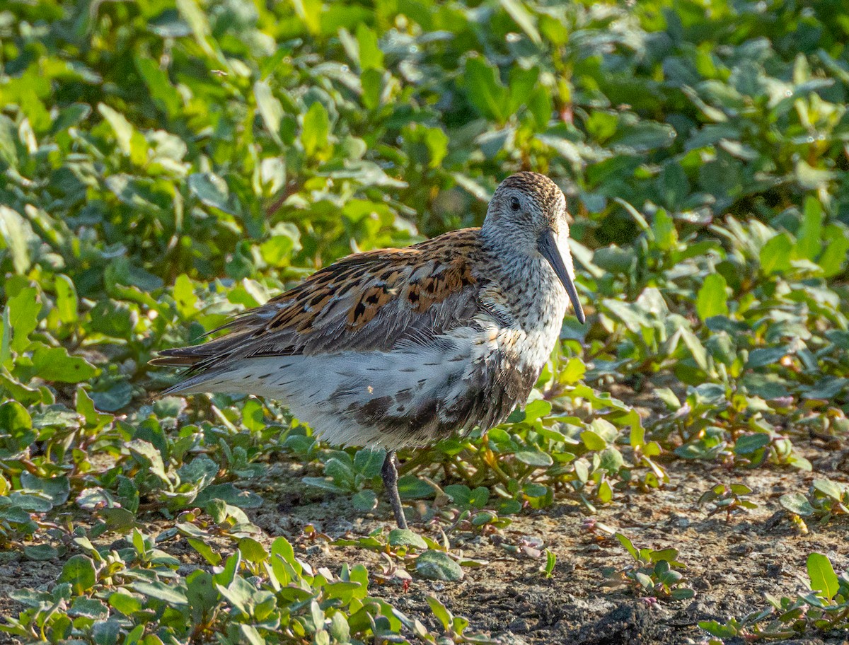 Dunlin - Harvey Fielder