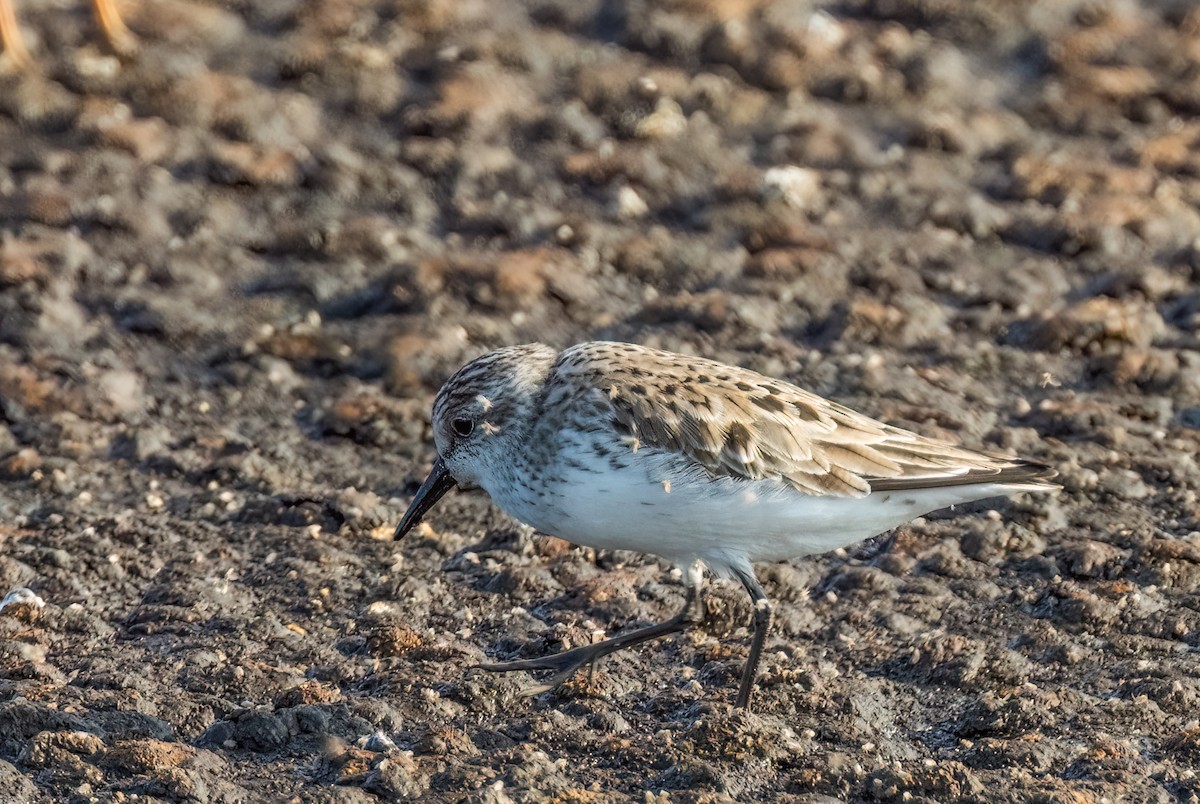 Semipalmated Sandpiper - ML579082451