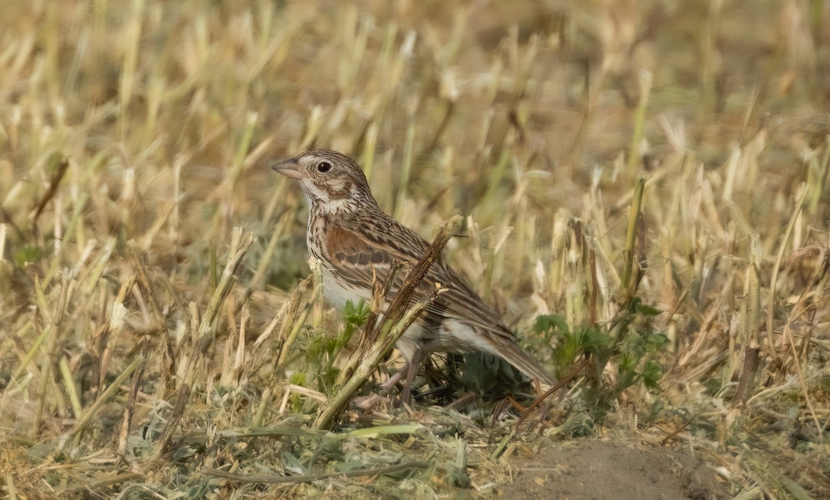 Vesper Sparrow - ML579082861