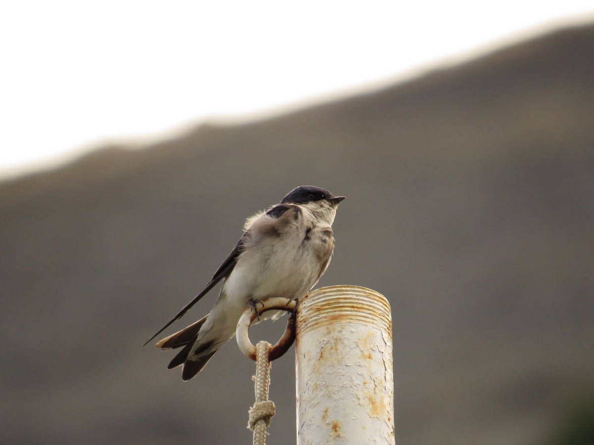 Blue-and-white Swallow - Olivares Barraza