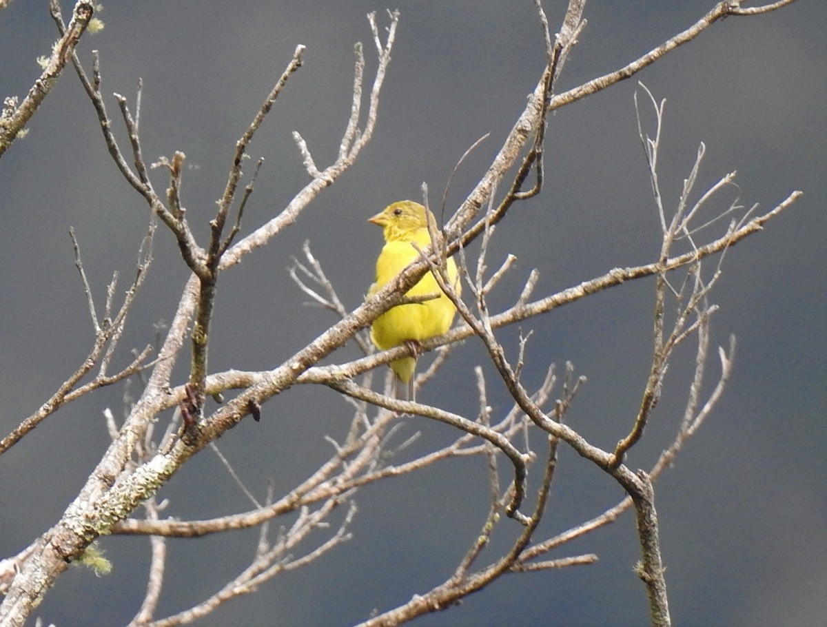 Yellow-bellied Siskin - Yasmin Cerrud Henríquez