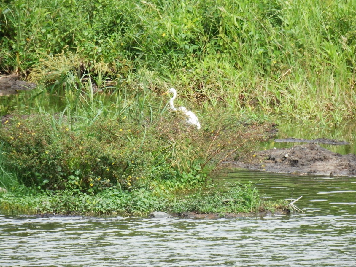 Great Egret - ML57908421