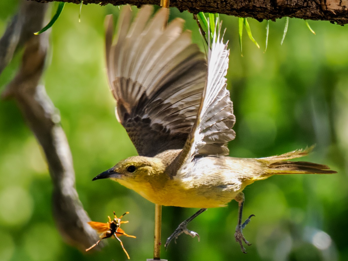 Hooded Oriole - ML579085111