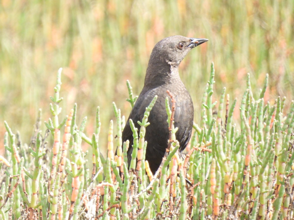 Brewer's Blackbird - ML579085621