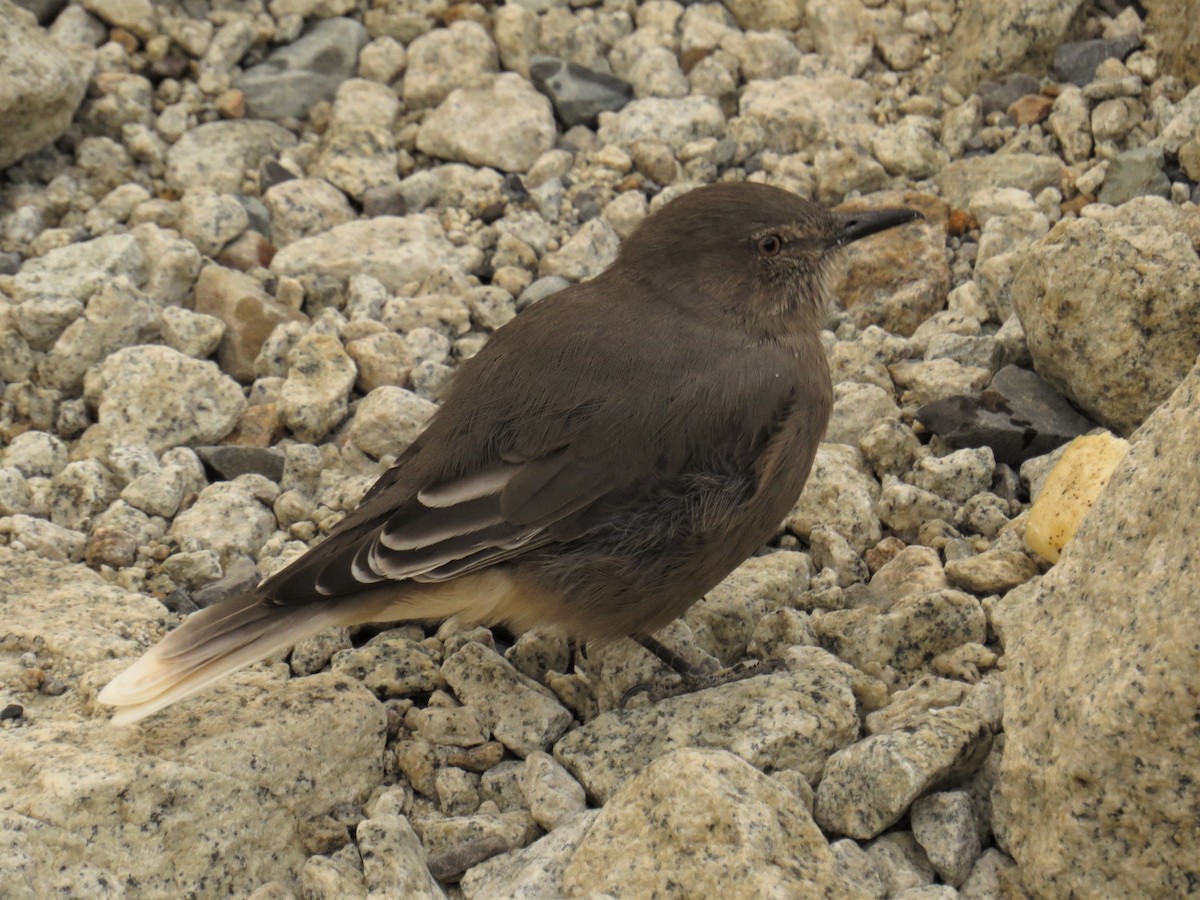 Black-billed Shrike-Tyrant - ML579087091