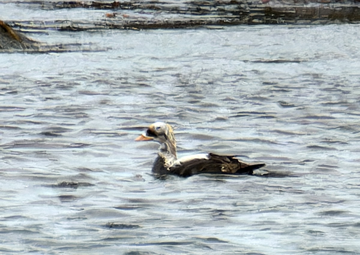 Spectacled Eider - ML579087201