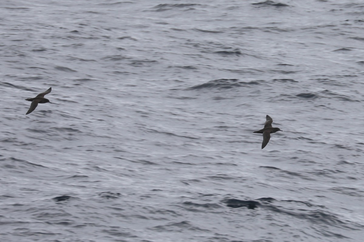 Sooty Shearwater - ML579089001