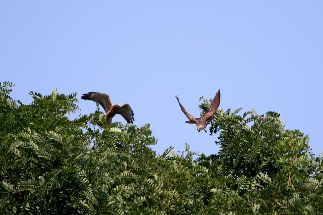 Gray-faced Buzzard - ML579090981