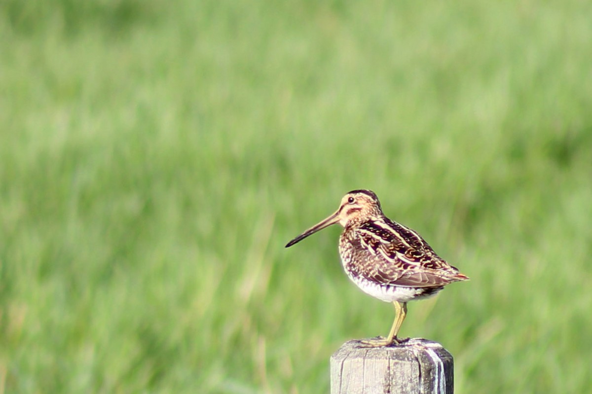 Wilson's Snipe - ML579091011