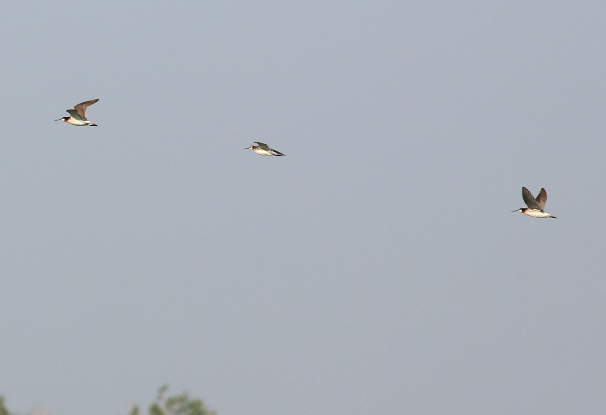 Wilson's Phalarope - ML579092051