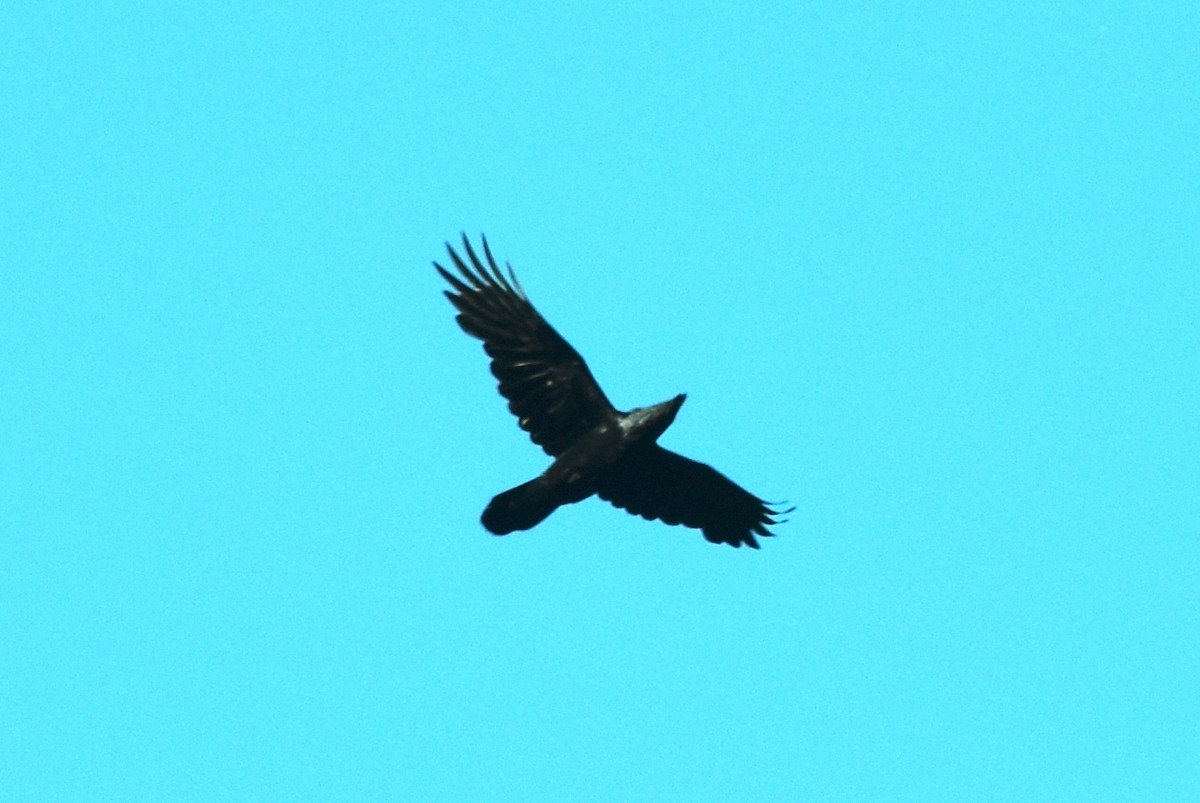 Common Raven - ML579092231