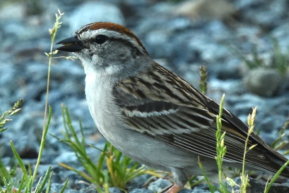 Chipping Sparrow - ML579092651