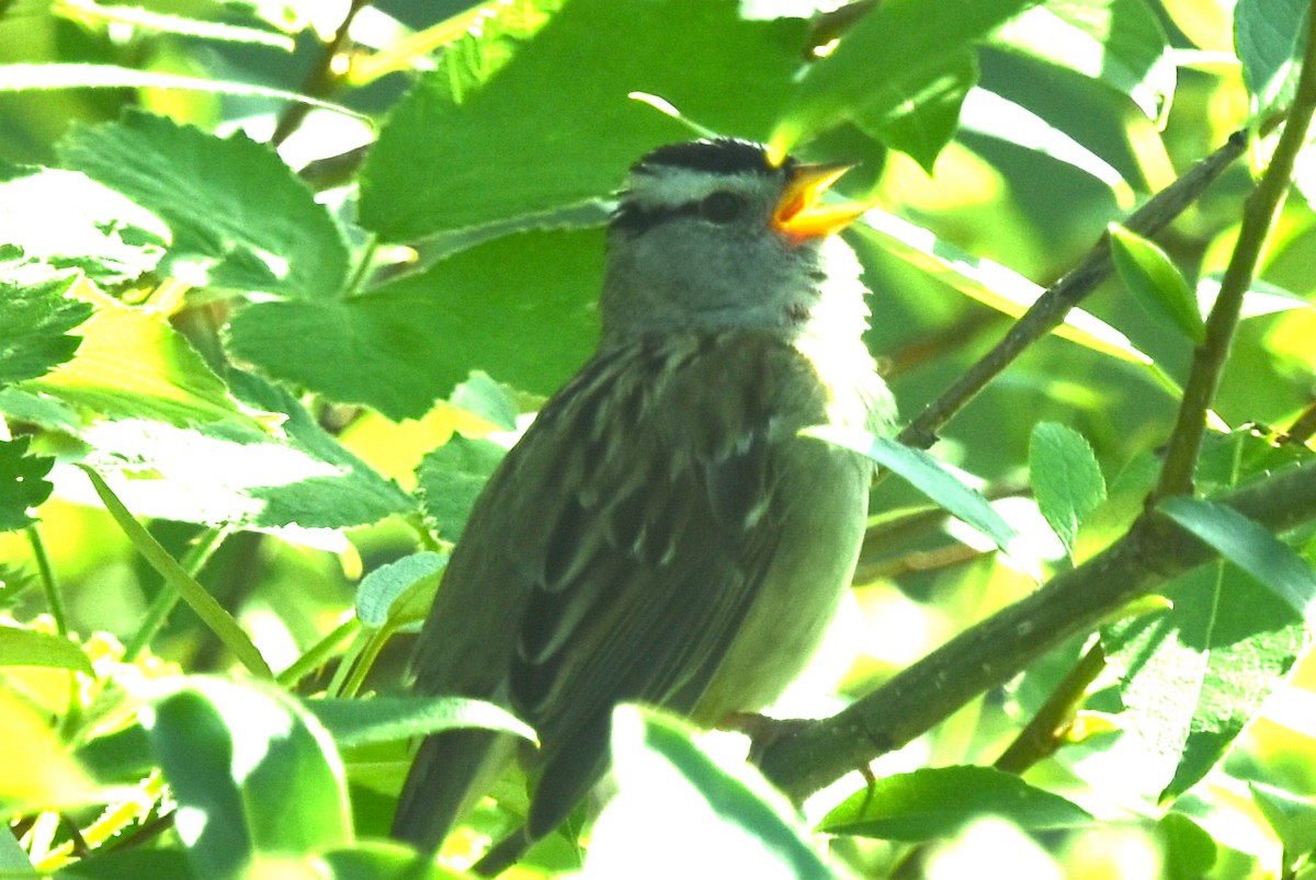 White-crowned Sparrow - ML579092681