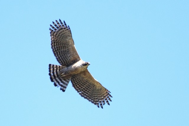 Mountain Hawk-Eagle - ML579092921