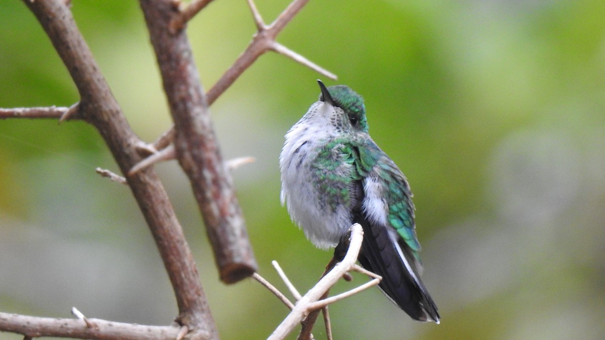 White-tailed Emerald - ML579093281